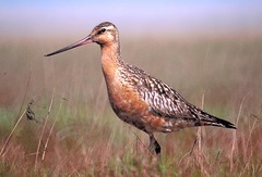 Bar-tailed Godwit Bar-tailed Godwit